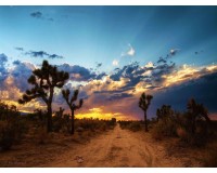 【金榜怡享】不超過13人的精品小團 | 約書亞樹國家公園深度1日遊（週四、週六出發）