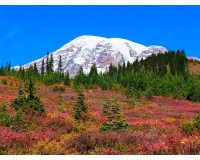 美國 雷尼爾火山國家公園 1日遊【西雅圖當地出發】